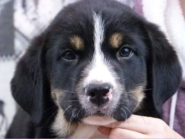 chinook puppy